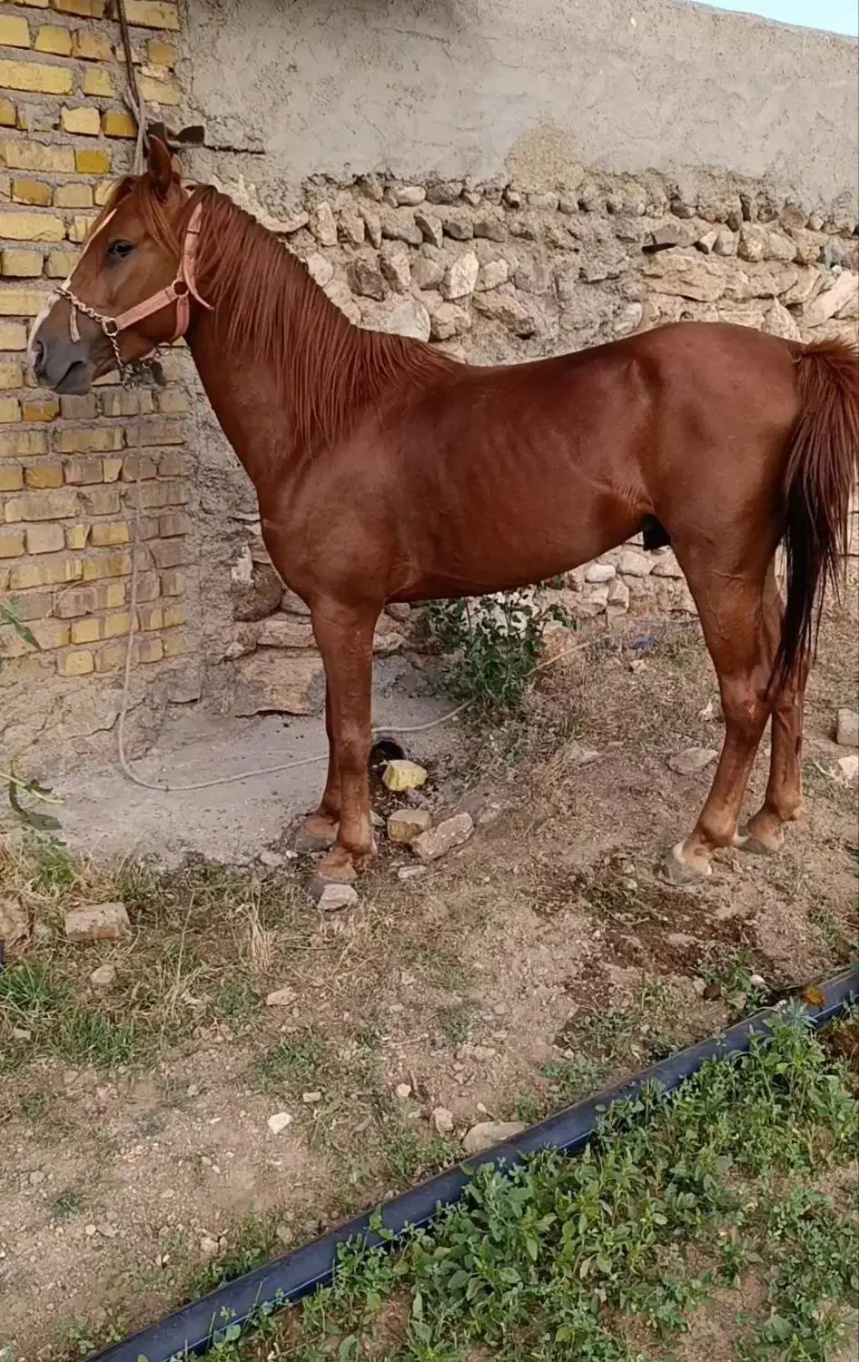 اسب‌فروشی|اسب و تجهیزات اسب‌سواری|آوج, |دیوار