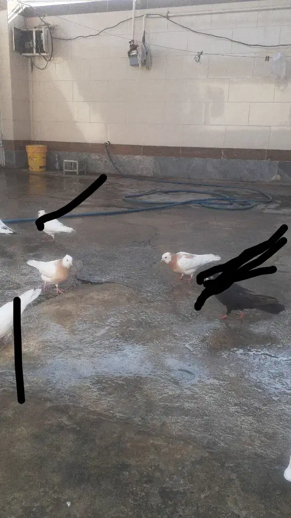 دوتا طوق زرد ماده و ی جوجه تهرانی ابلغ|پرنده|امیدیه, |دیوار