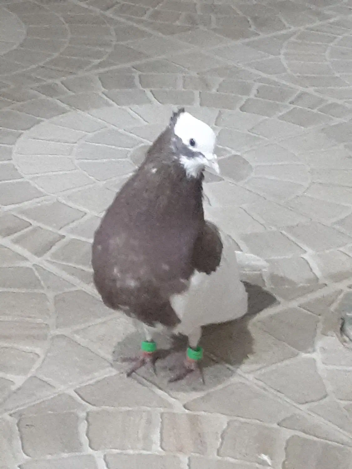 طوق سه بر معاوضه|پرنده|مرودشت, ثبت احوال|دیوار