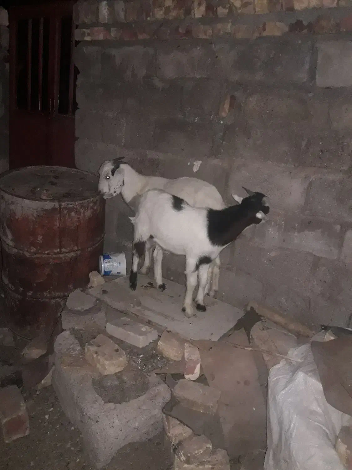 کهره|حیوانات مزرعه|زابل, |دیوار