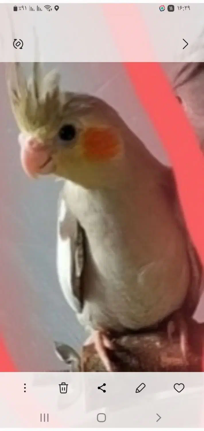 گمشده|حیوانات|قم, شهرک امام حسین|دیوار