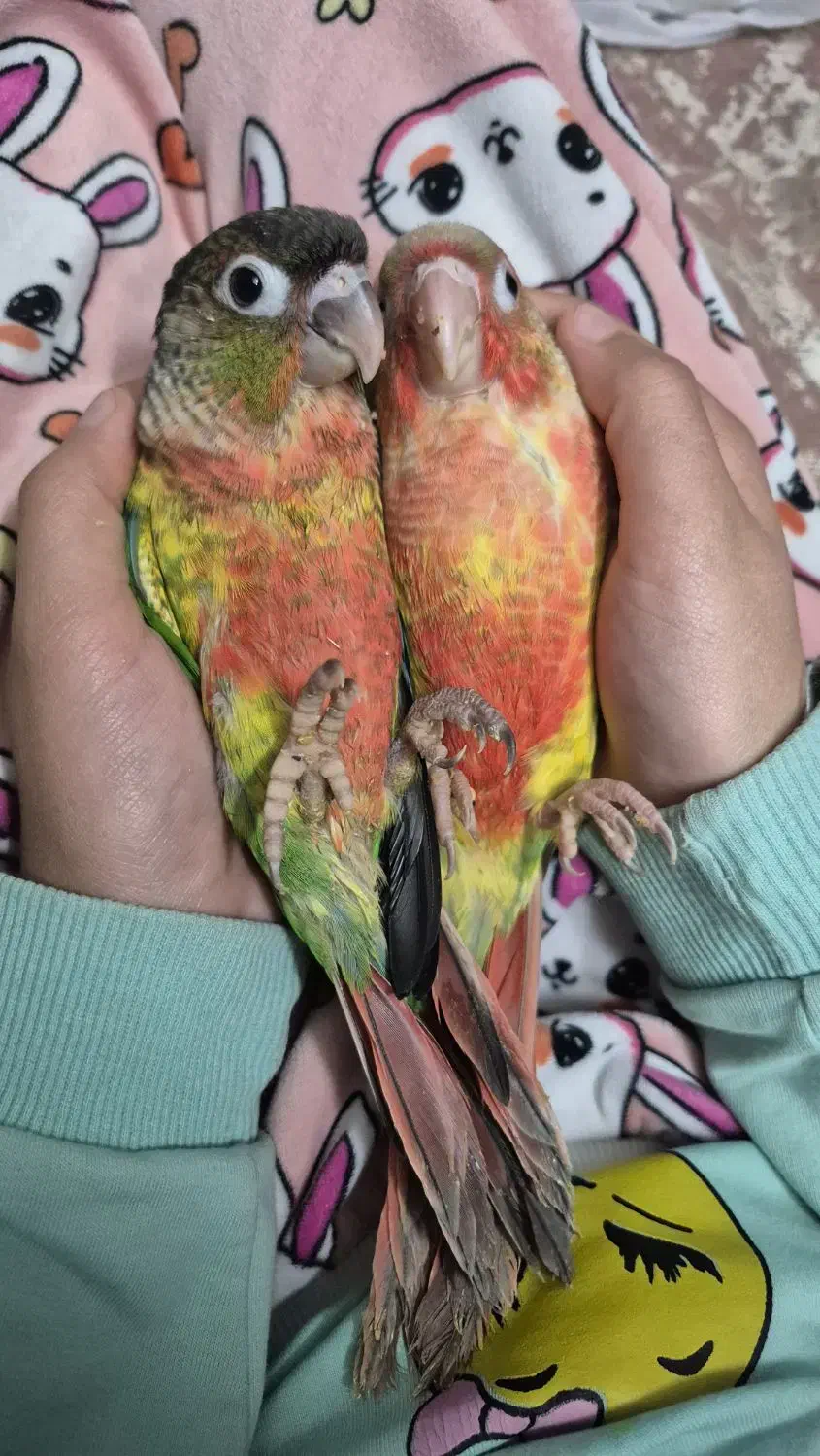 گرینچیک|پرنده|پاکدشت, پاکدشت (مامازند)|دیوار