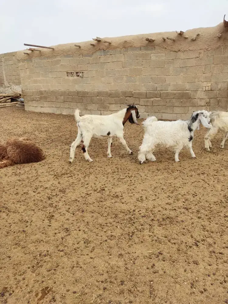 کهره نر|حیوانات مزرعه|بندر ماهشهر, |دیوار