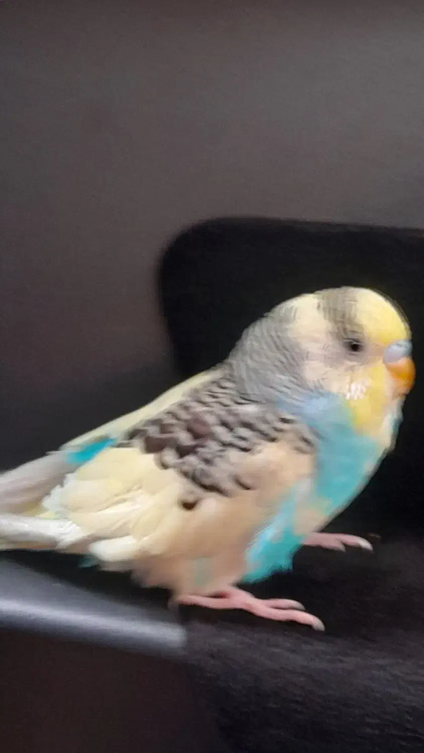 مرغ عشق گم شوده|حیوانات|شیراز, احمدآباد|دیوار