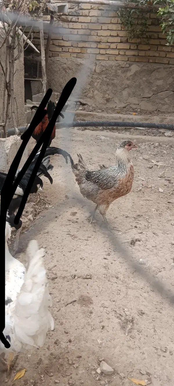 مرغ|حیوانات مزرعه|کازرون, |دیوار