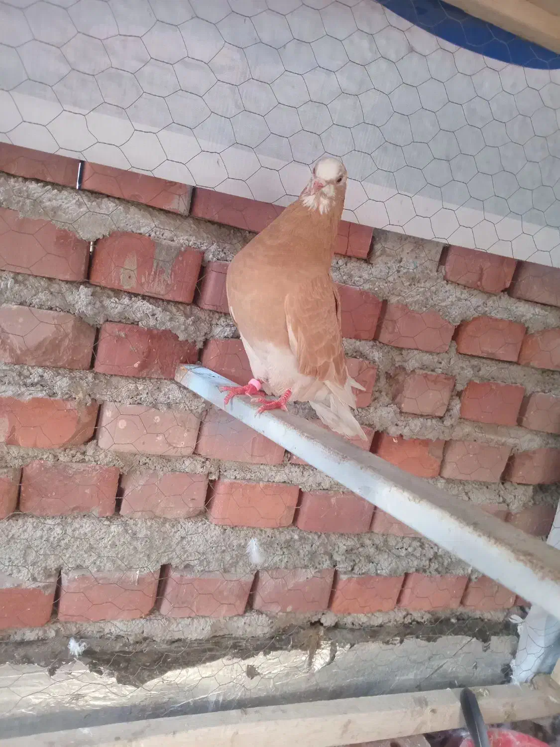 کفتر زرد|پرنده|پیرانشهر, |دیوار