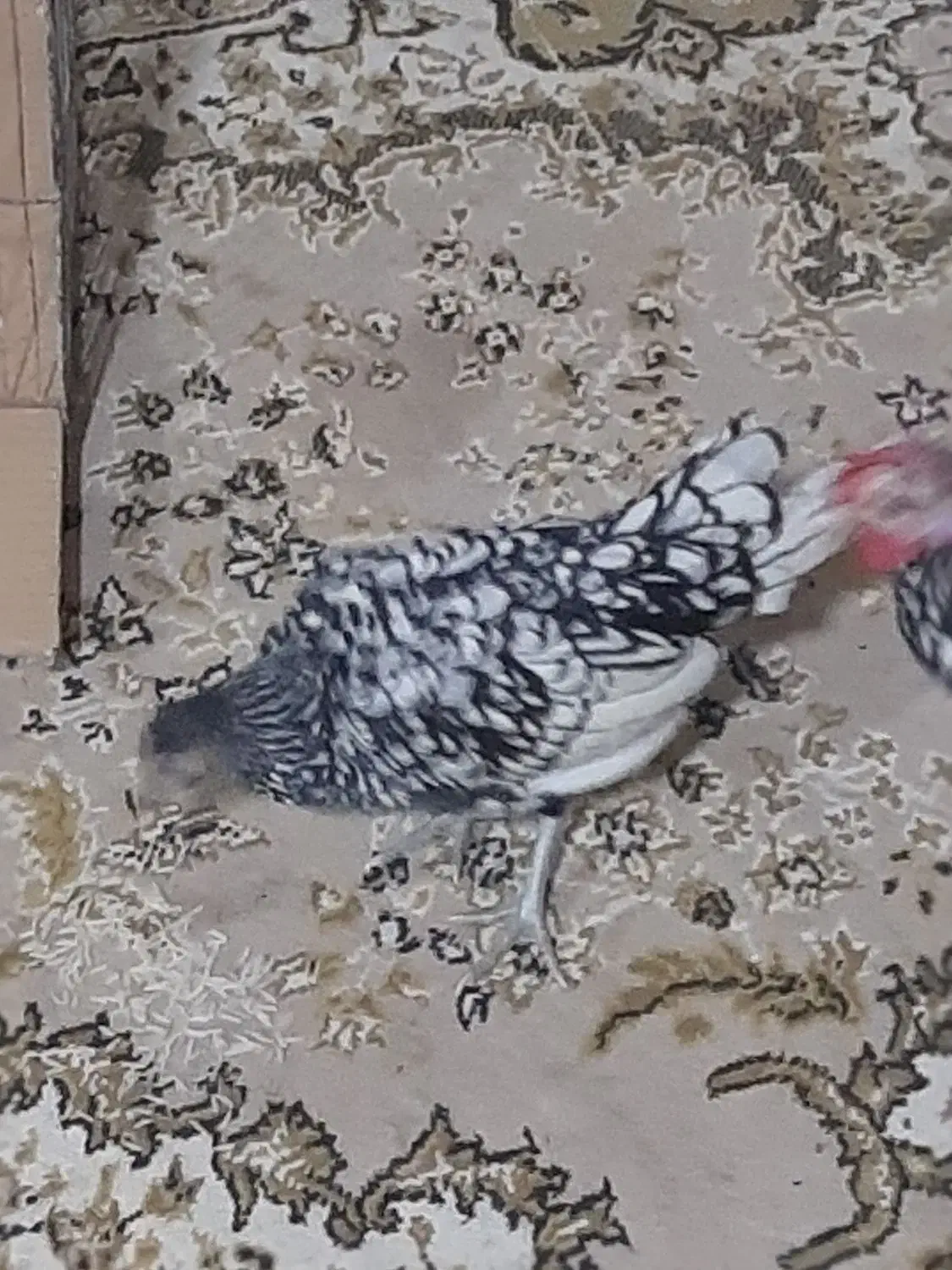 مرغ و خروس مینیاتوری|پرنده|اسلامشهر, ده عباس|دیوار