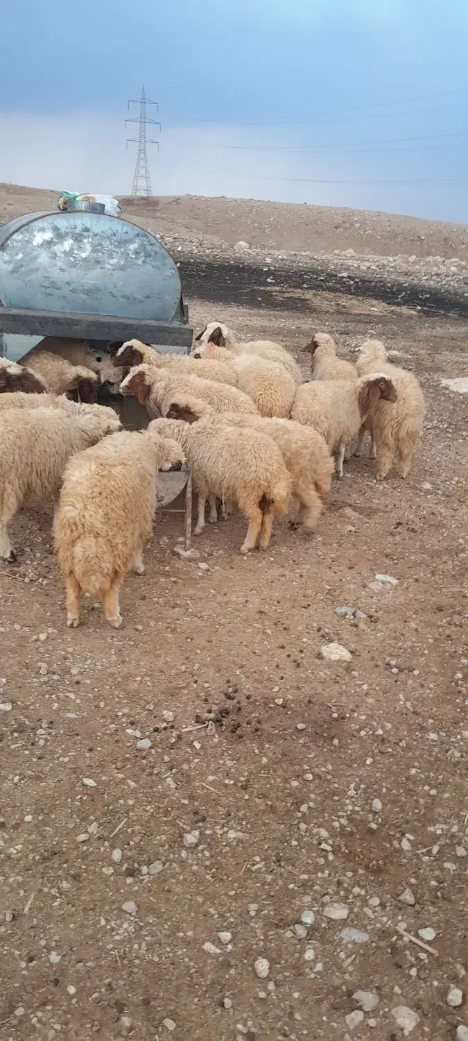 سلام ۱۰ عدد کاور نر و ماده|حیوانات مزرعه|سرپل ذهاب, |دیوار