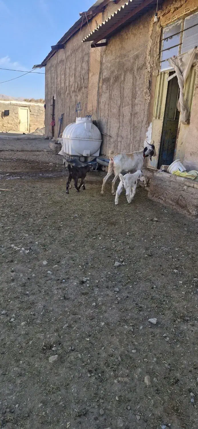 بزگلابی نربز میش بره و...|حیوانات مزرعه|لردگان, |دیوار