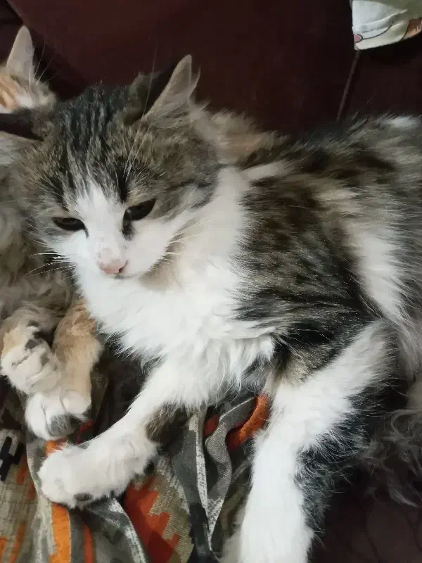 گربه ی خونگی|گربه|خلخال, |دیوار