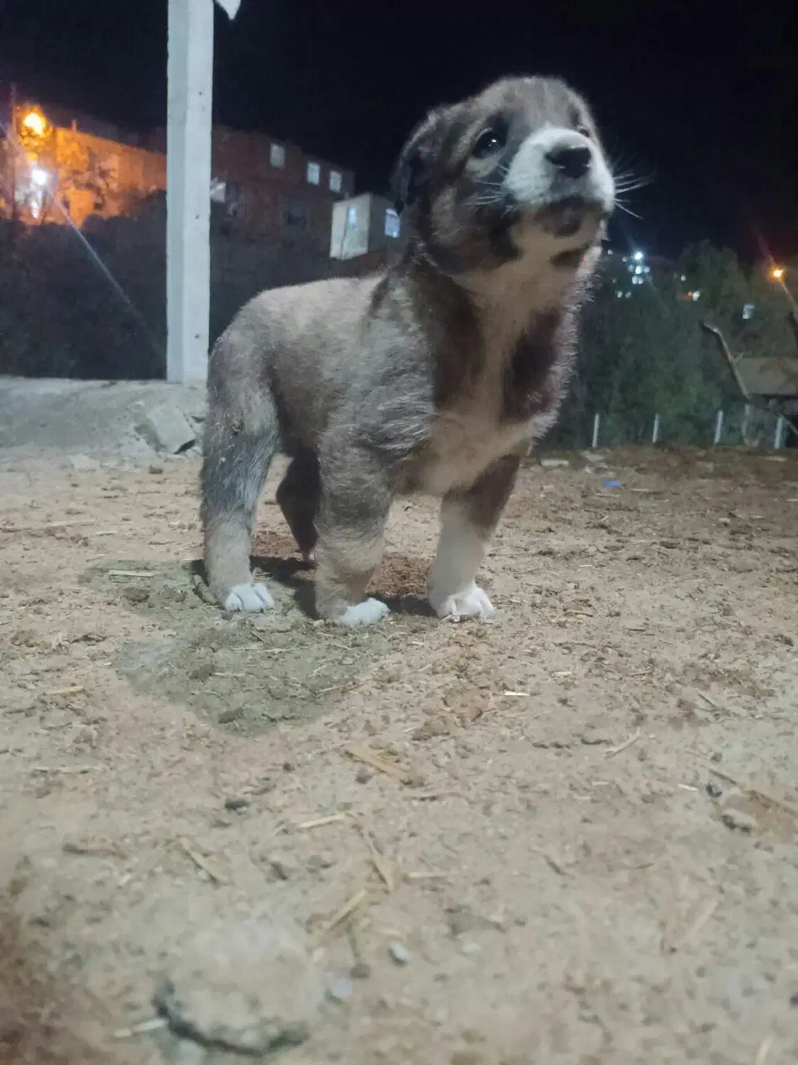 معاوزه باسراب|سگ|مریوان, |دیوار