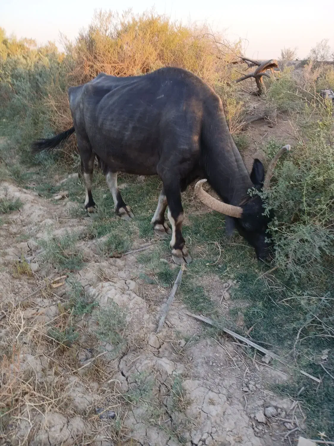 حمیدیه روستای ملیحه|حیوانات مزرعه|حمیدیه, |دیوار