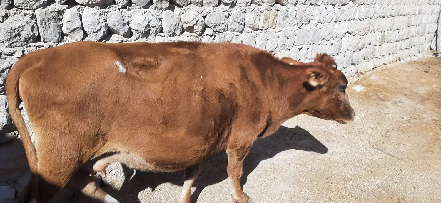 گاو آبستن دو رگ|حیوانات مزرعه|اندیمشک, |دیوار