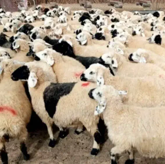 چاق گوسفند کشتاری شیشک‌نزاییده ۲۰تا۱۰۰کیلو|حیوانات مزرعه|قم, بلوار امین و ساحلی|دیوار