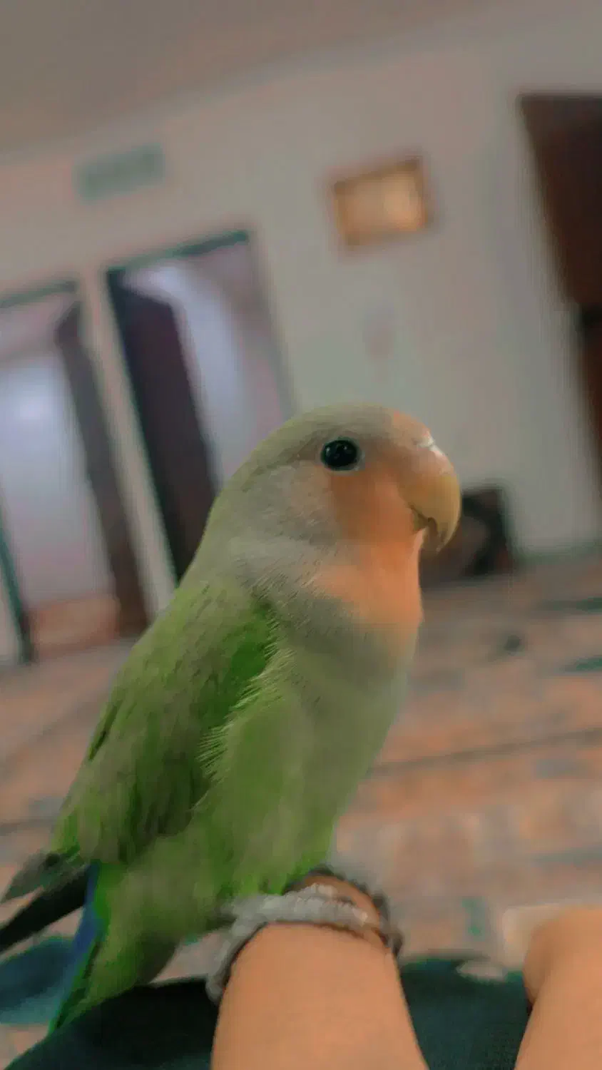 طوطی برزیلی|پرنده|مریوان, |دیوار