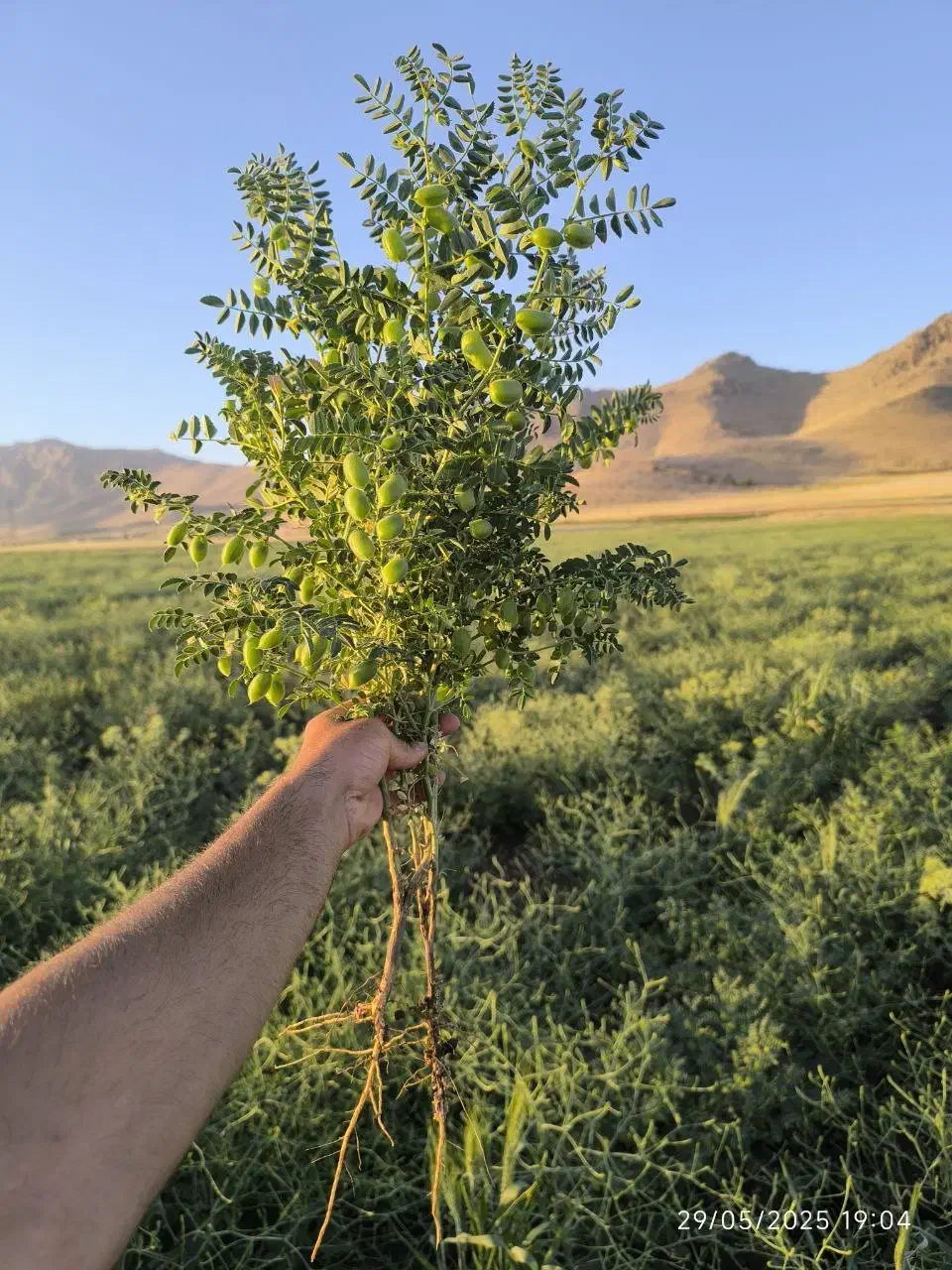 بذرر نخود گوکسو و گندم مادری|خدمات باغبانی و درختکاری|روانسر, |دیوار