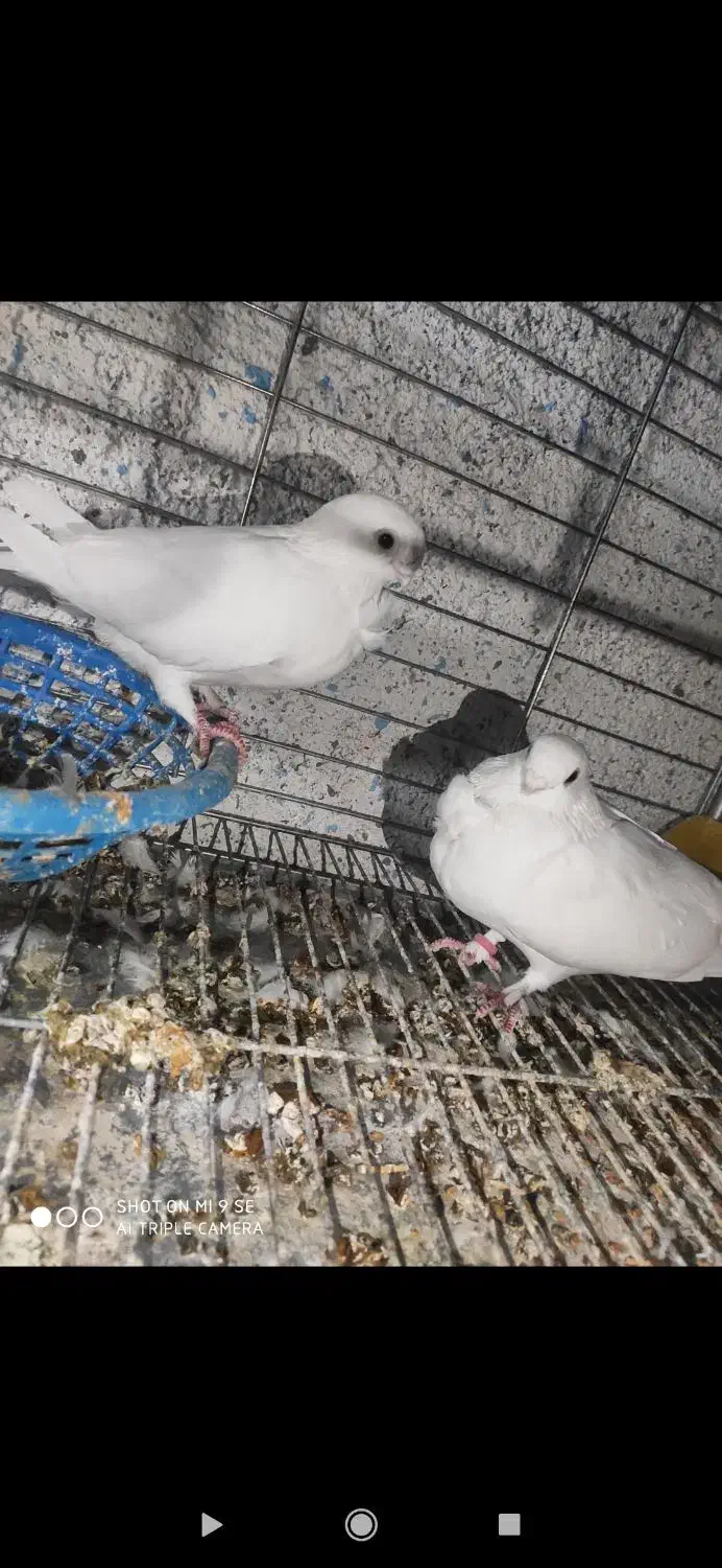 کبوتر زینتی|پرنده|کردیان, |دیوار