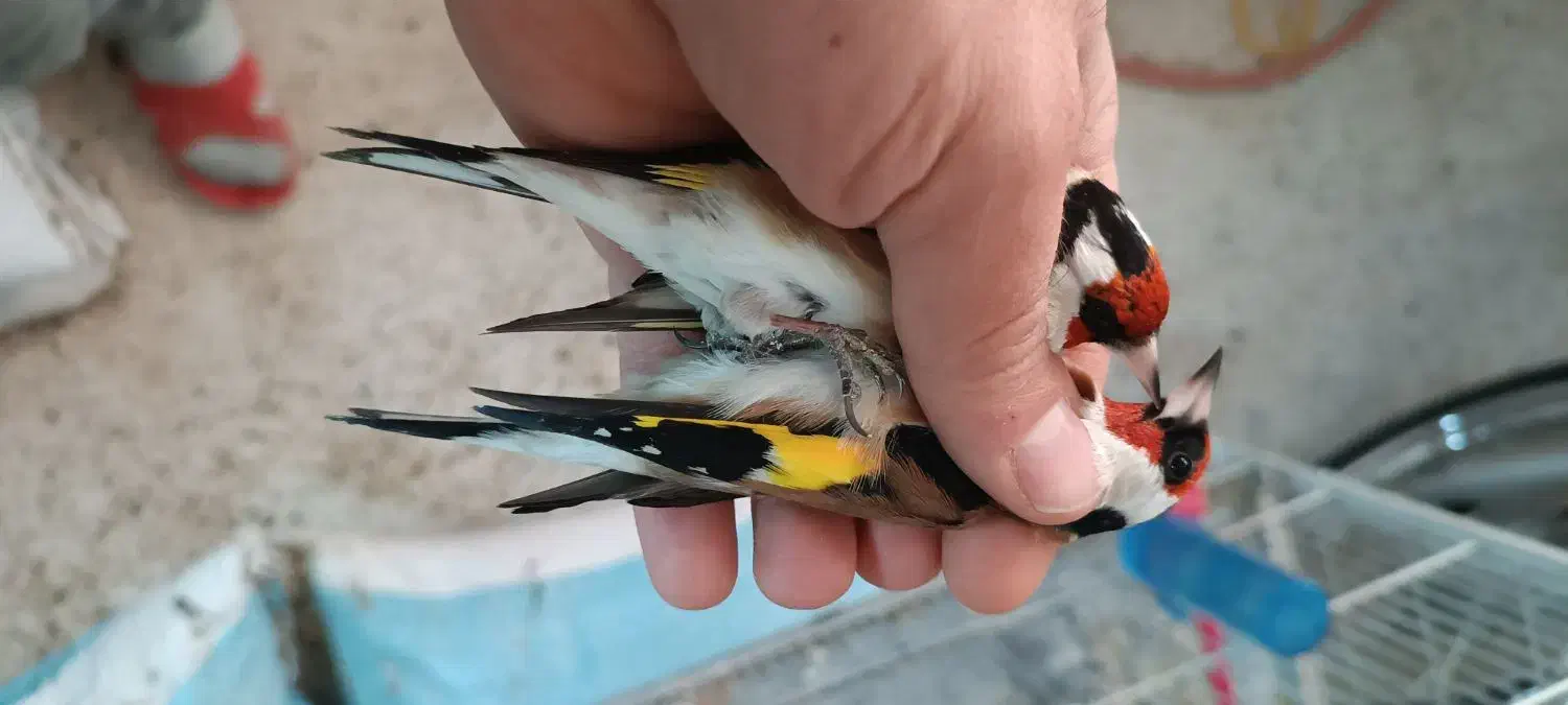 سهره گل بلند درشت و کشیده|پرنده|خرمدره, |دیوار