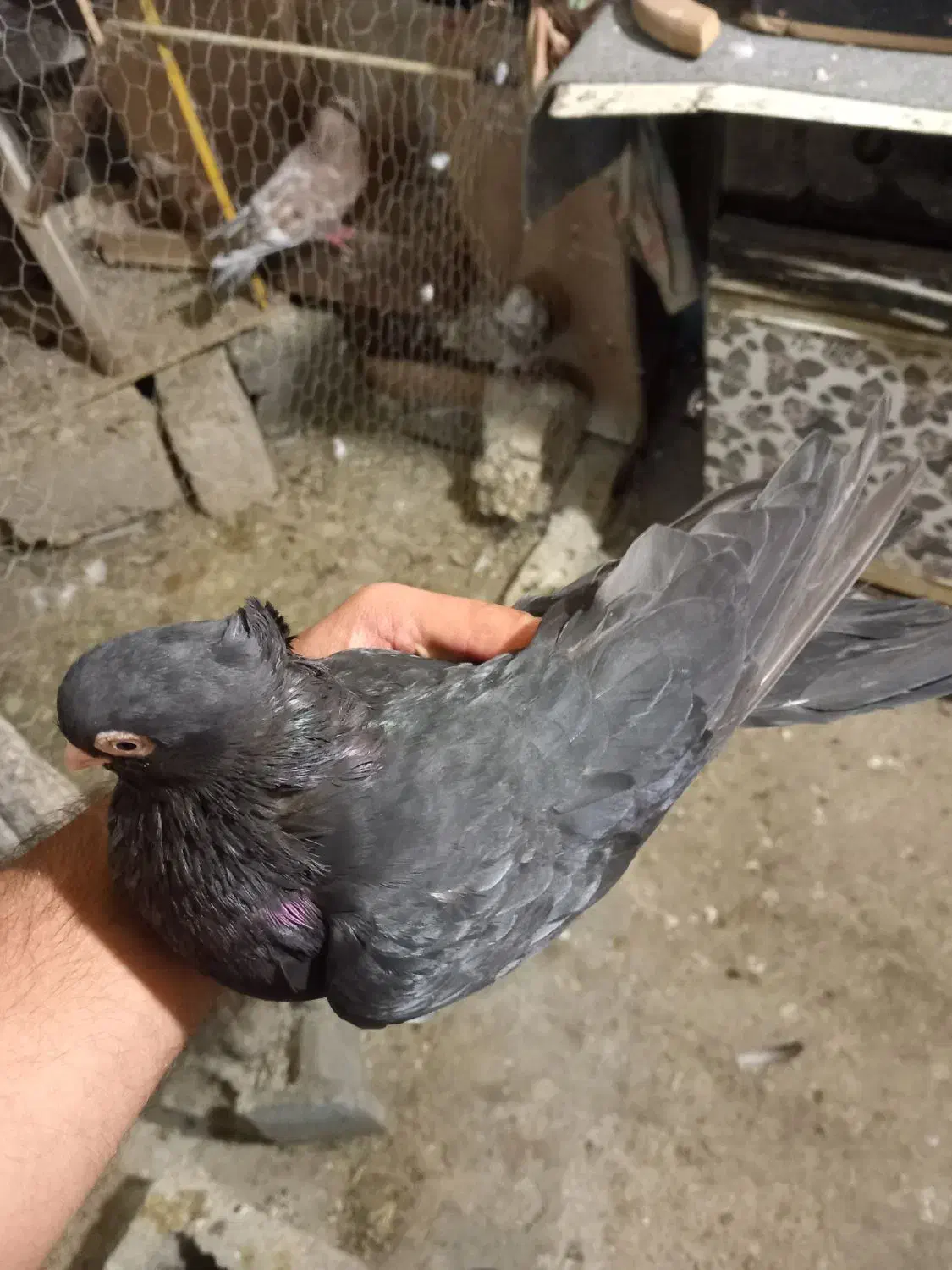 معاوضه ماده سیاه با نر|پرنده|بندر ماهشهر, |دیوار