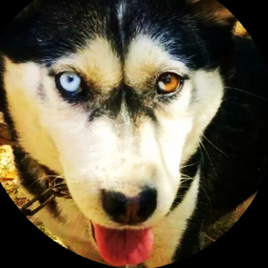 سگ هاسکی اصیل|سگ|بروجرد, |دیوار