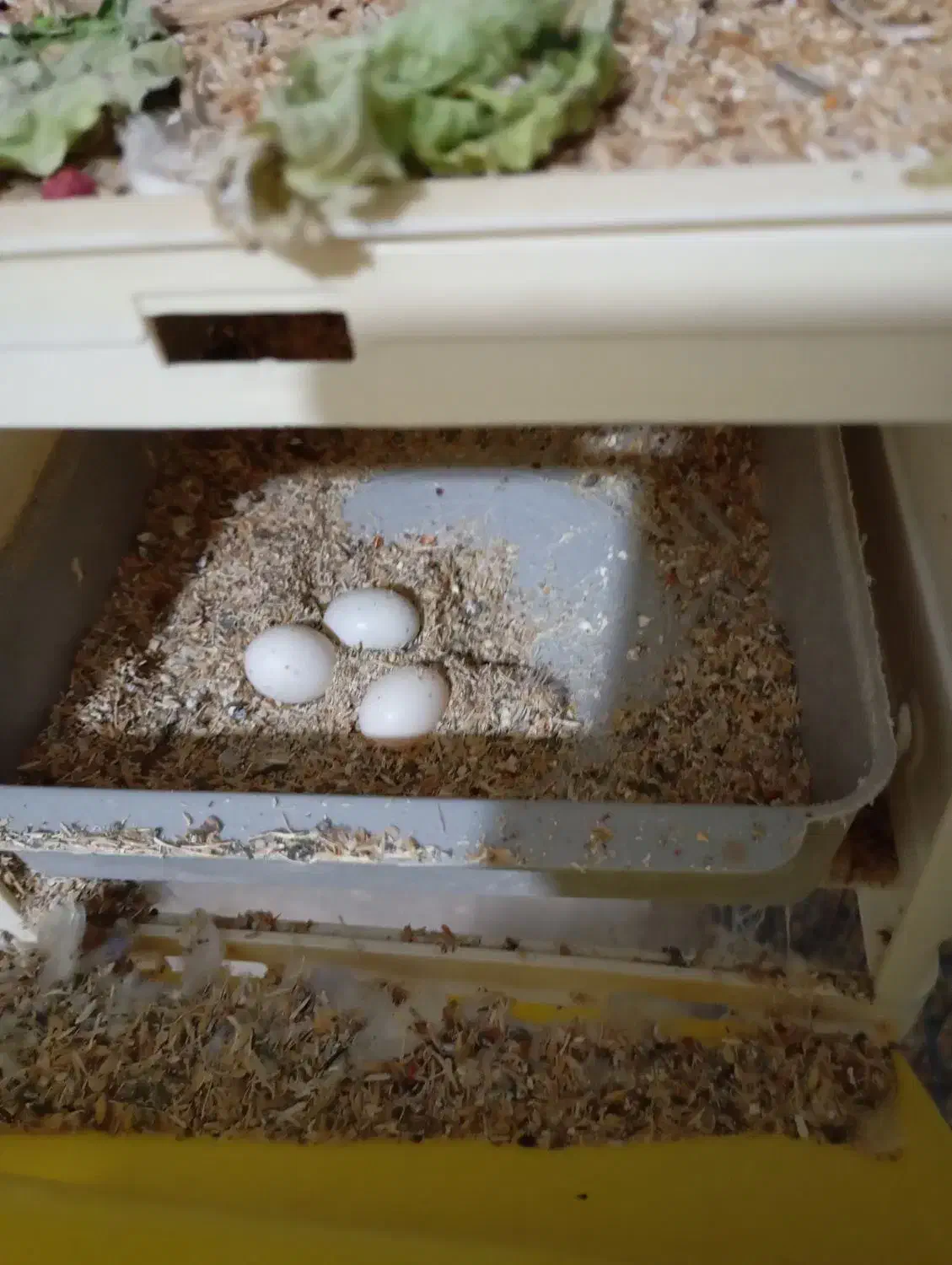 طوطی|پرنده|سنندج, |دیوار