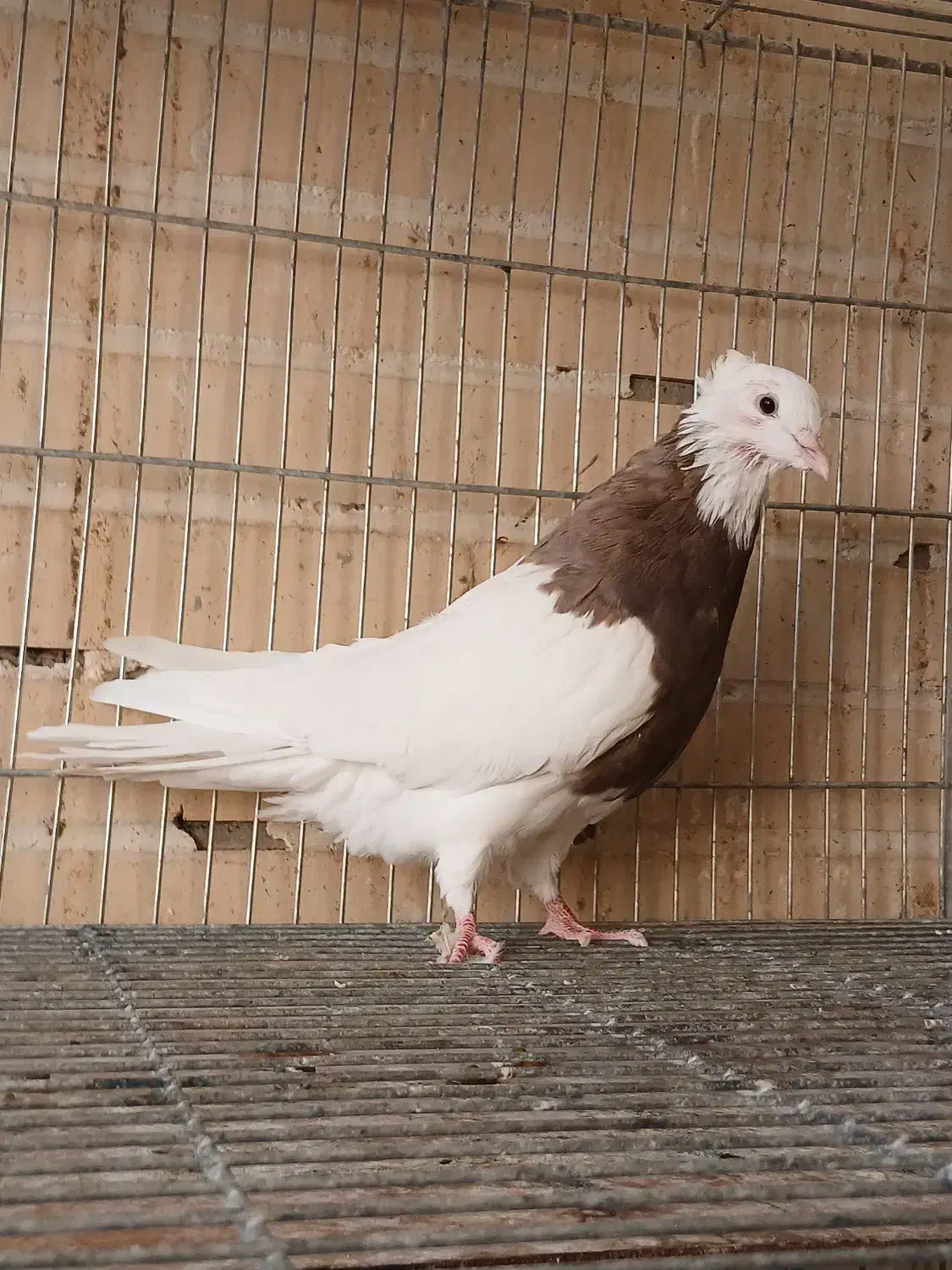 کبوترطوقی زیبا|پرنده|فولادشهر, مسکن مهر فولادشهر|دیوار