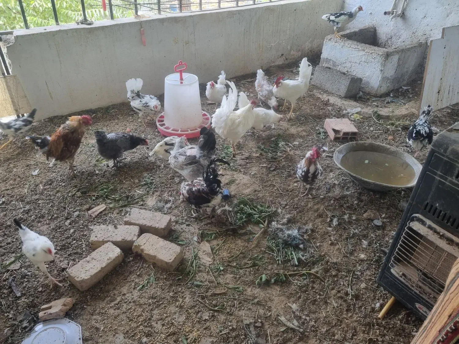 گله 20 تایی نژاد گلین اصل فول  یا دستگاه جوجه کشی|حیوانات مزرعه|چهارباغ, |دیوار