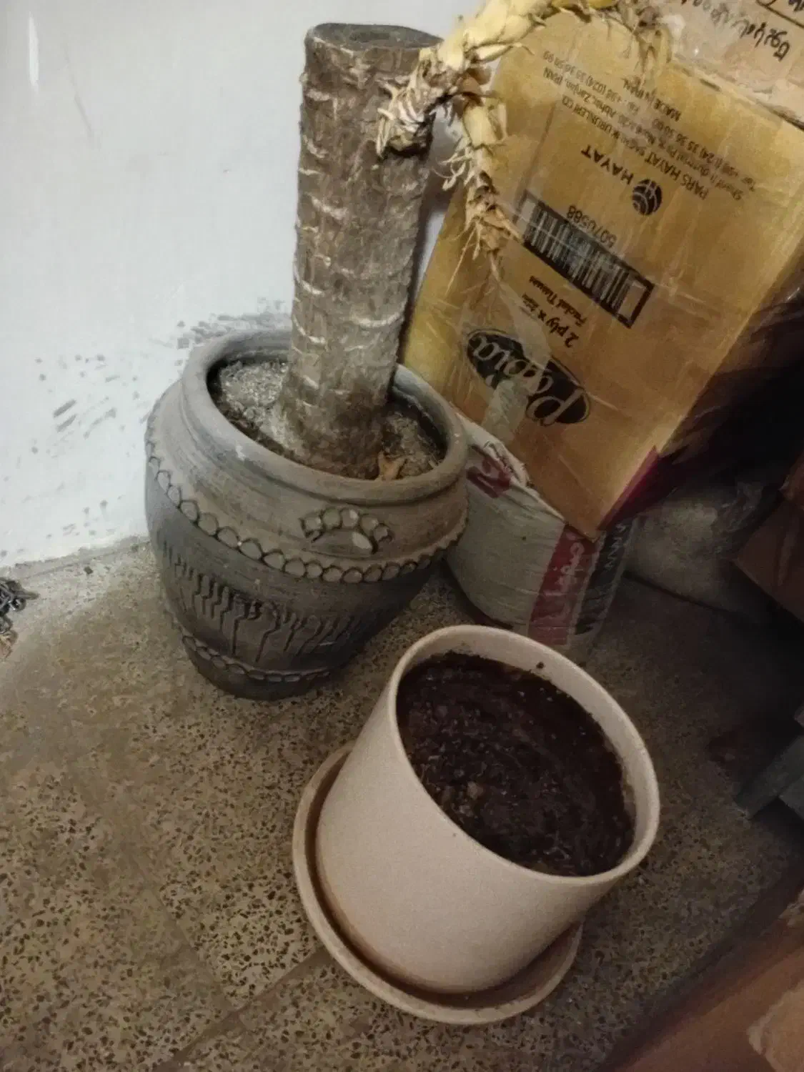 چند عدد گلدان|گل و گیاه طبیعی|شاهینشهر, خانه کارگر|دیوار