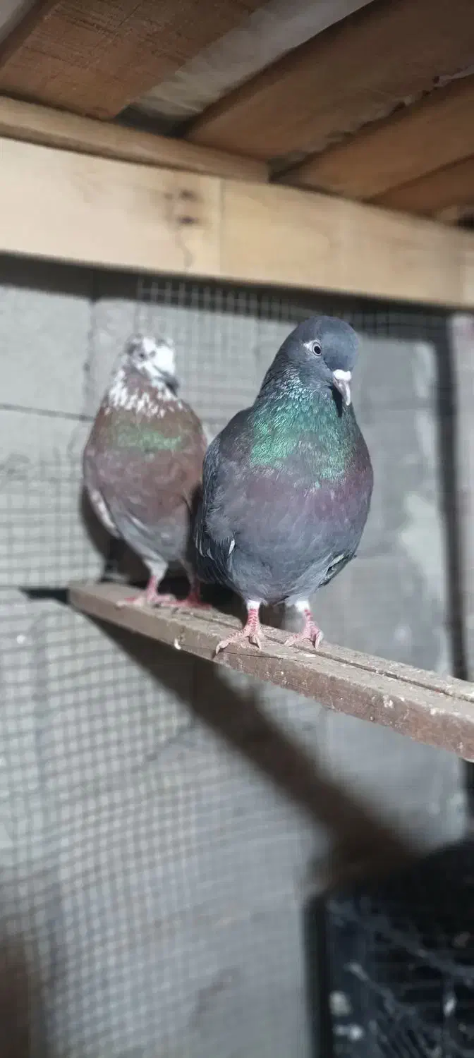 ۵۰۰۰۰۰۰|پرنده|قشم, |دیوار