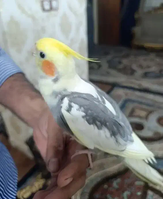 عروس هلندی ابلغ دستی|پرنده|قم, چهل اختران|دیوار