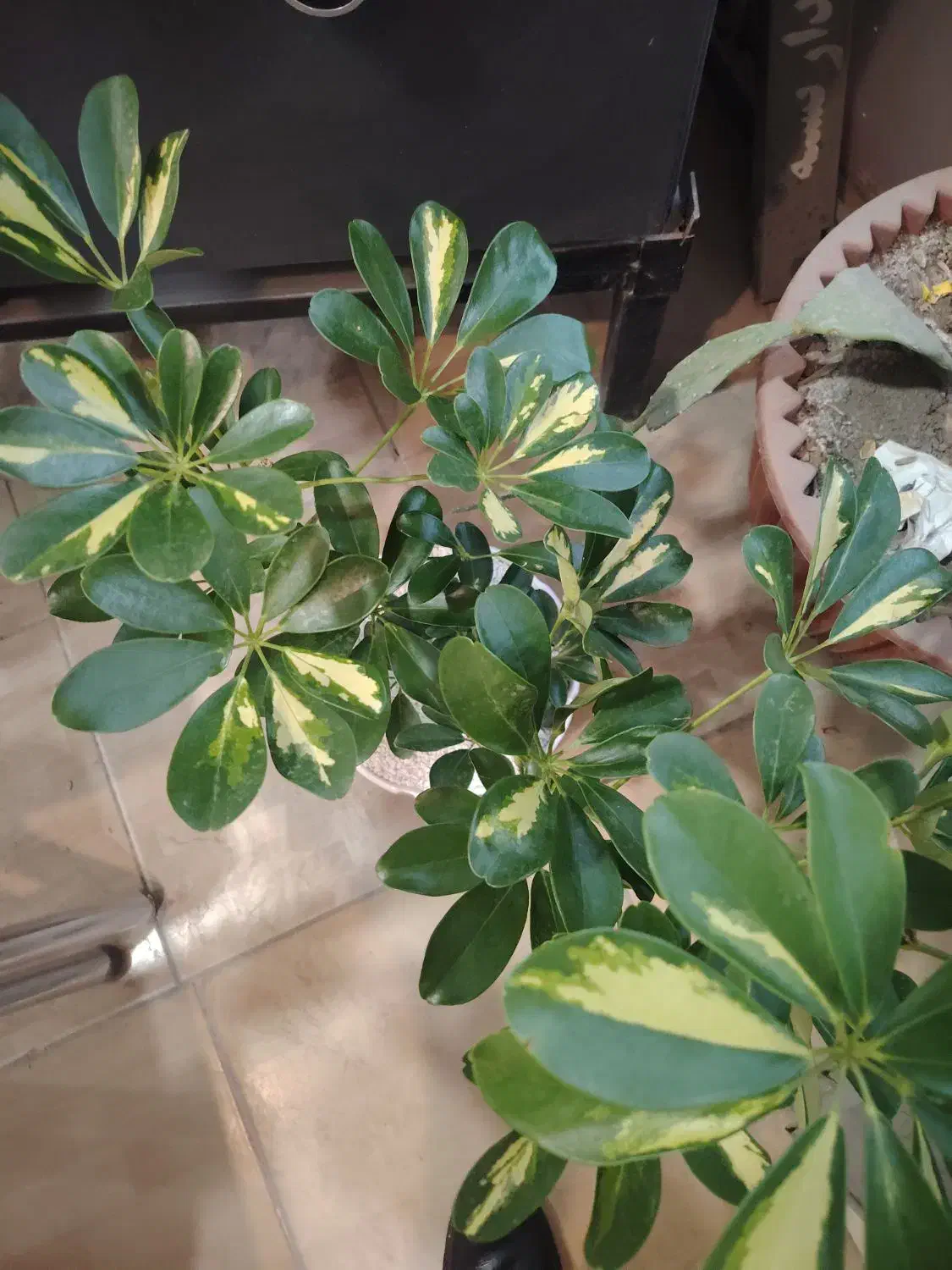 گل فروشی|گل و گیاه طبیعی|نیشابور, میدان حافظ|دیوار