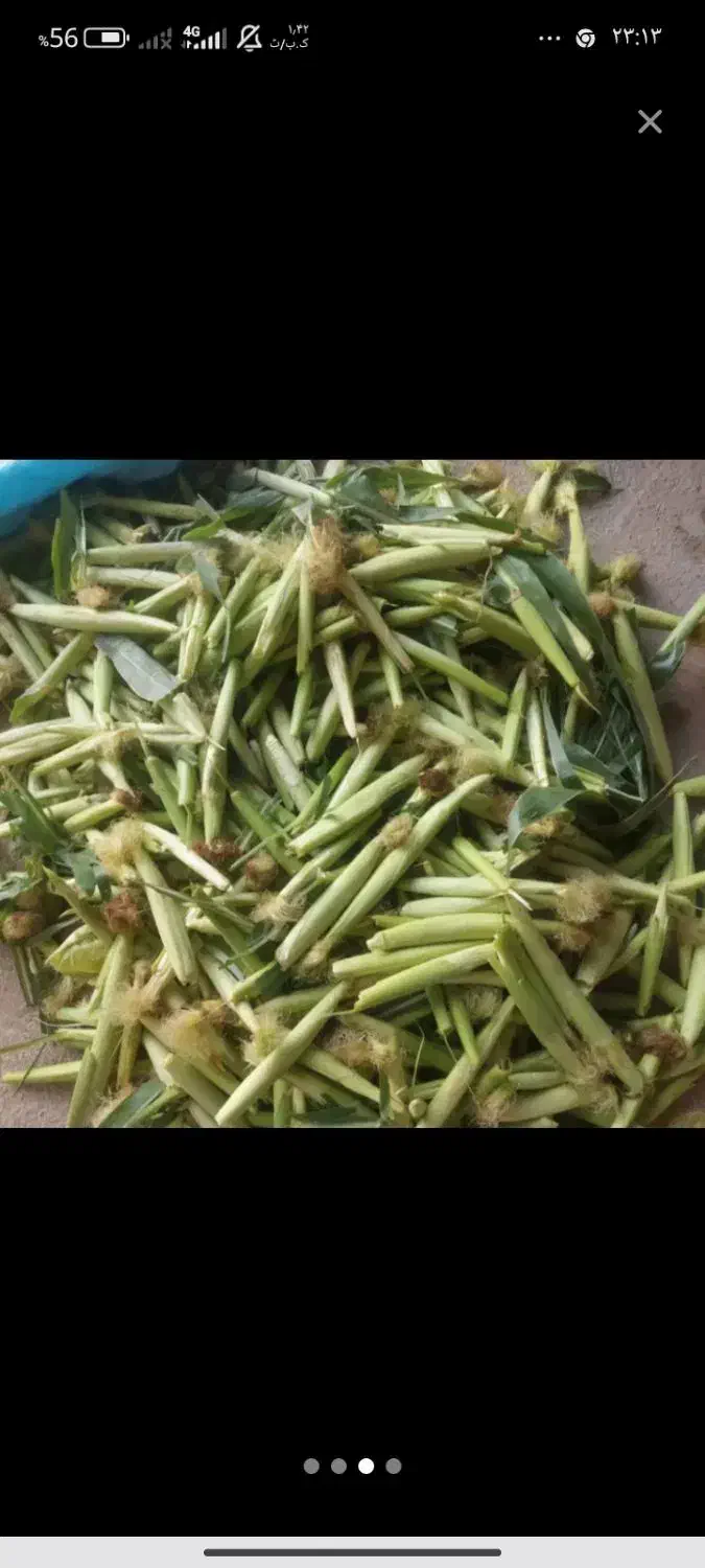 بچه بلال و شیربلال تازه|خوردنی و آشامیدنی|اسلام‌شهر, شهرک قائمیه|دیوار