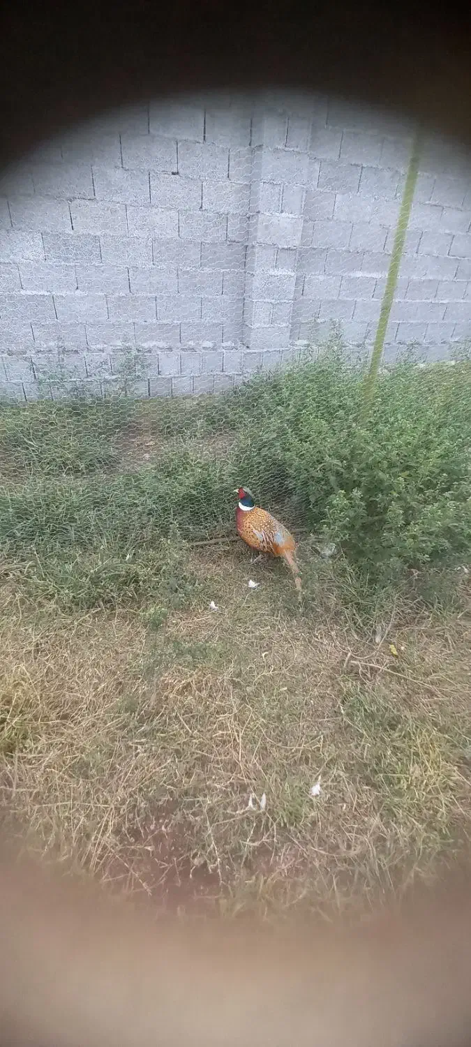 مرغ خروس تزینی|حیوانات مزرعه|رشت, ولکس|دیوار