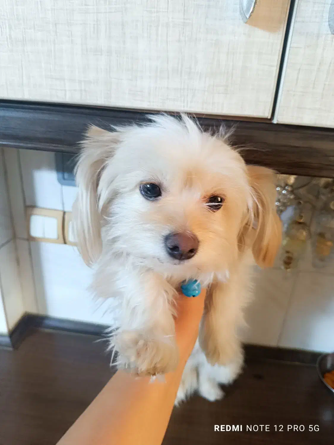 سگ شیتزو|سگ|ری, دولتآباد|دیوار