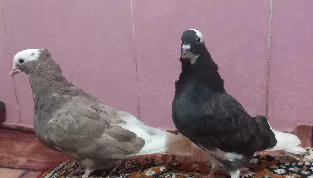 کبوتر|پرنده|تبریز, |دیوار