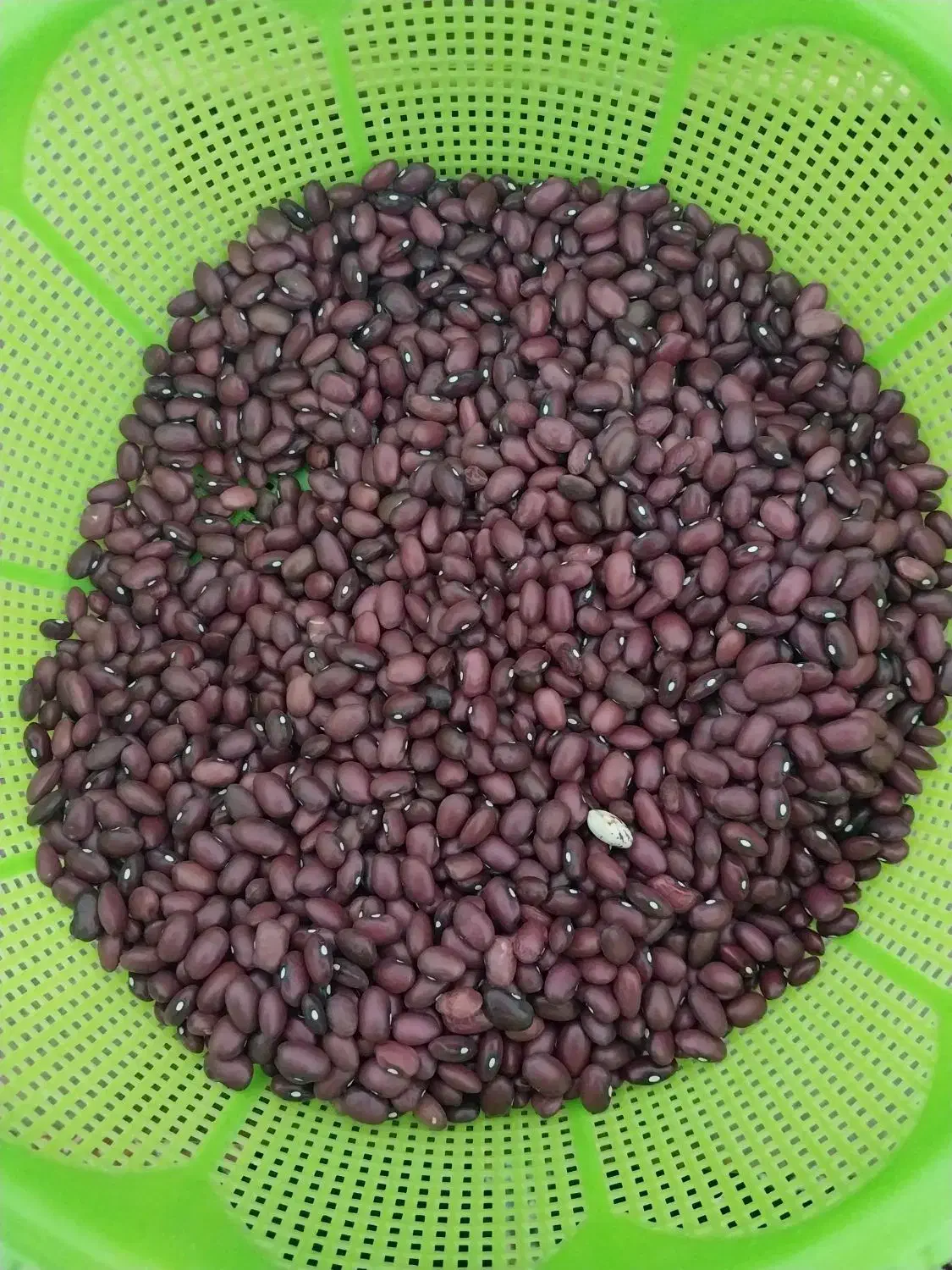 لوبیا قرمز|خوردنی و آشامیدنی|سرپل ذهاب, |دیوار