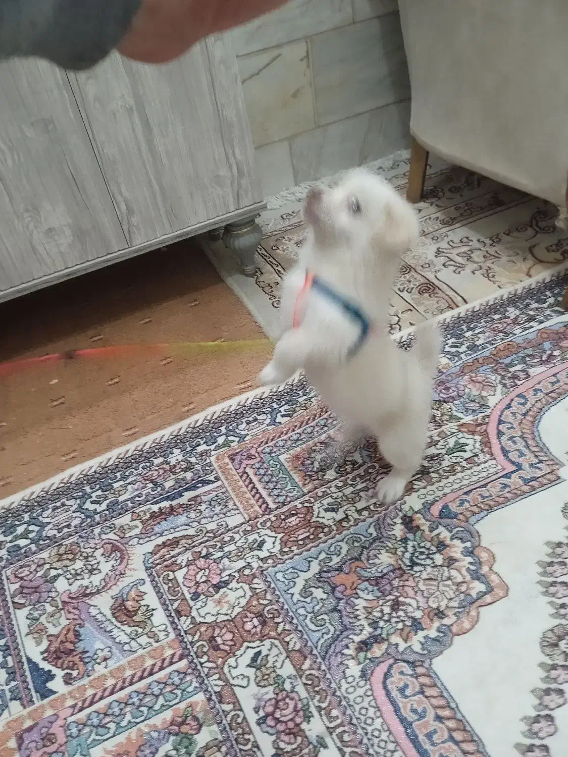 سگ اپارتمانی|سگ|بروجرد, |دیوار