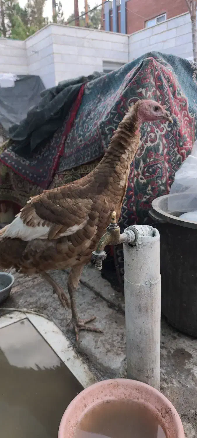 بوقلمون نر|حیوانات مزرعه|کرمان, |دیوار