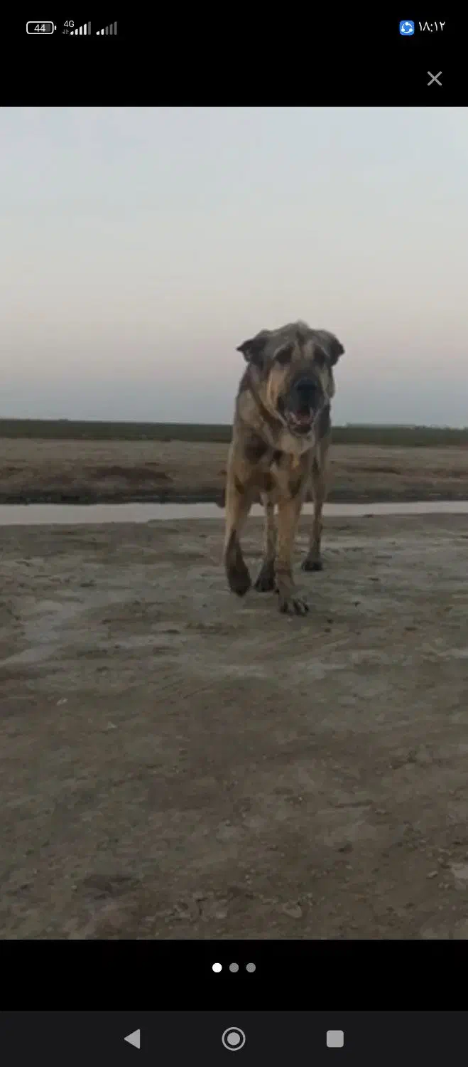 سگ پژدر نر|سگ|بندر ترکمن, |دیوار