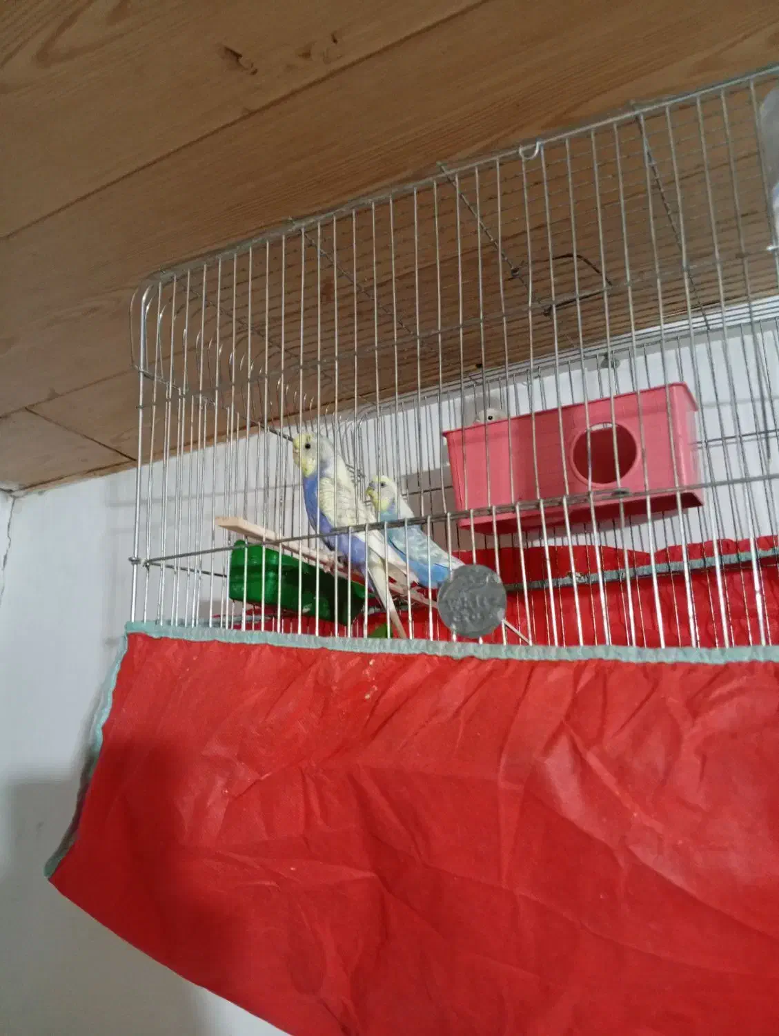 مرغ عشق|پرنده|رویان, |دیوار