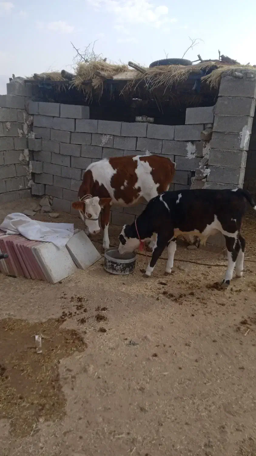 قیمت ۱۳۵|حیوانات مزرعه|لالی, |دیوار