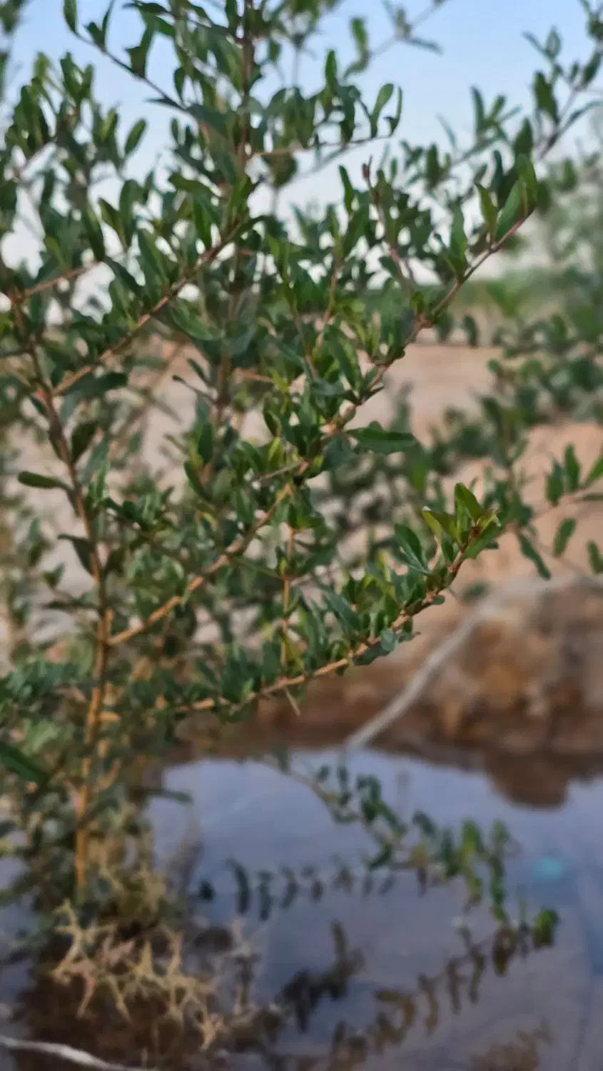 زمین در شاهین شهر با سند تک برگ و اقساط|فروش زمین و ملک کلنگی|شاهینشهر, شهرک میلاد|دیوار