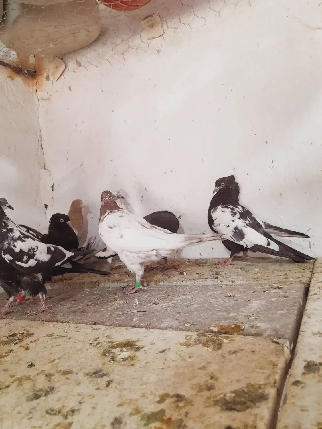 کبوتر حراج|پرنده|ایرانشهر, |دیوار