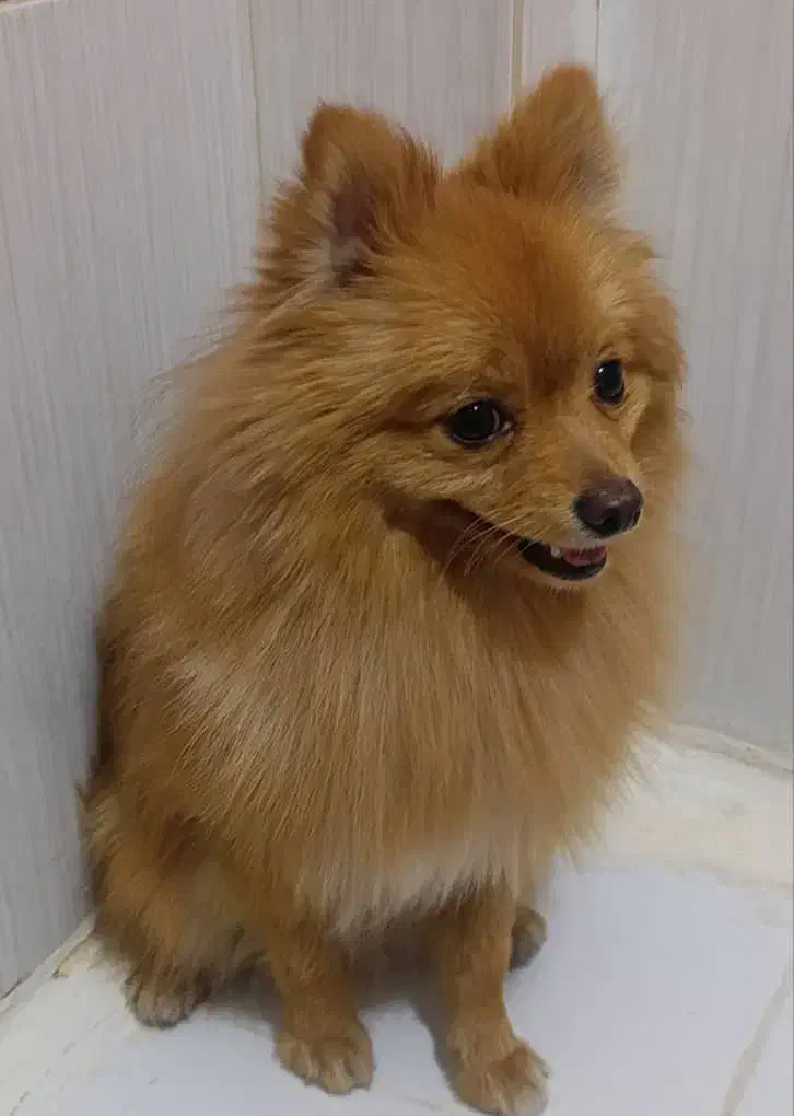 سگ پامرانین|سگ|فردیس, فردیس|دیوار