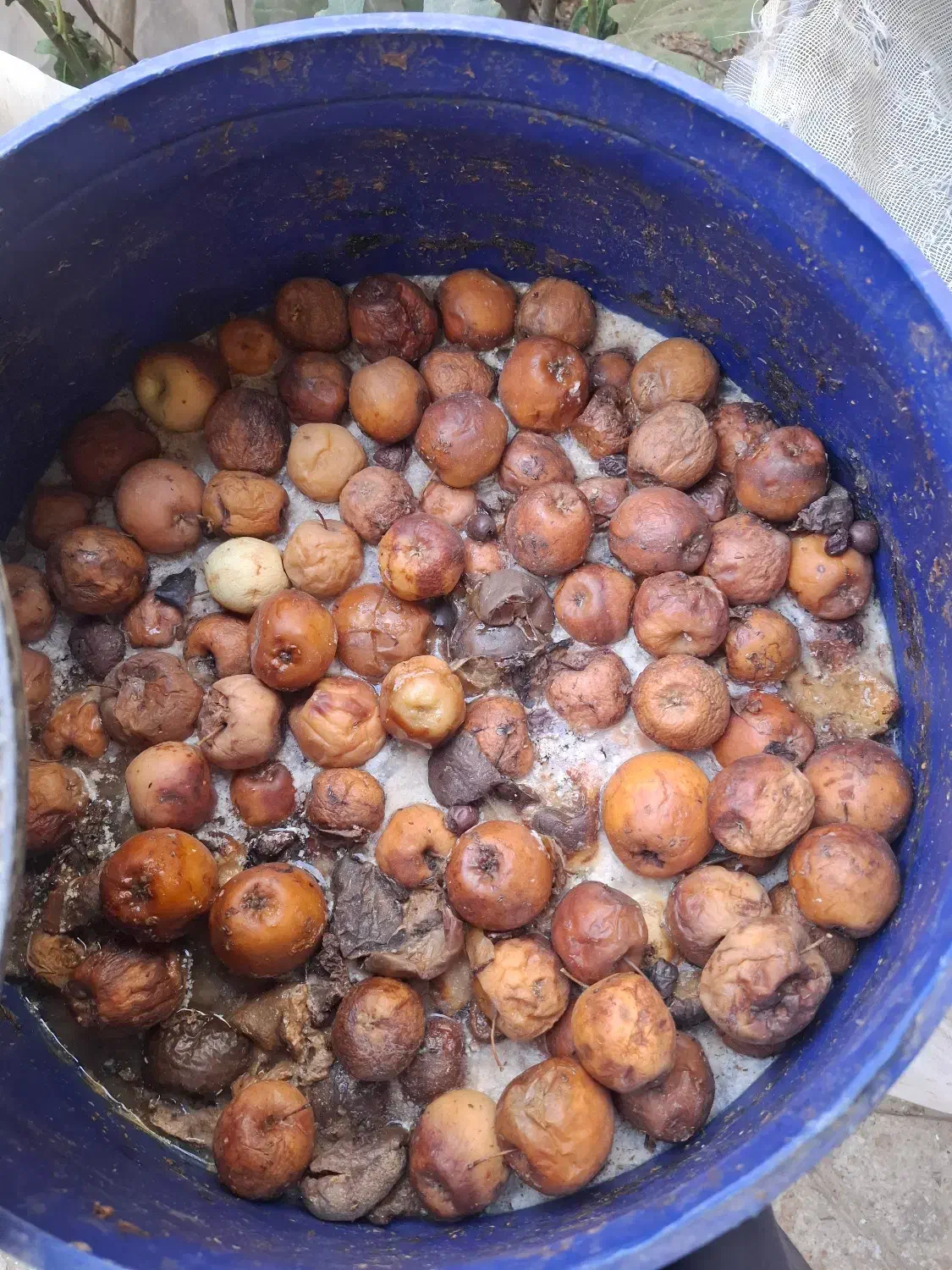 سرکه سیب طبیعی|خوردنی و آشامیدنی|شاهین‌شهر, گرگاب|دیوار