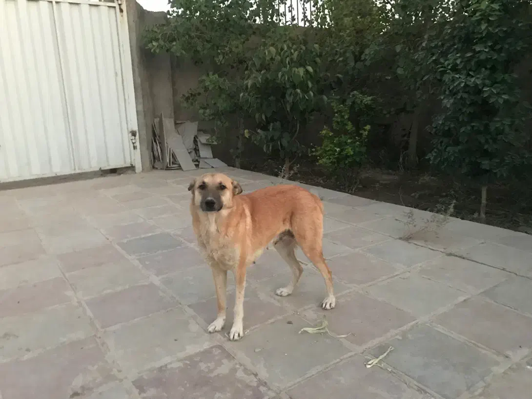 واگذاری سگ نگهبان|سگ|پاکدشت, پاکدشت (مامازند)|دیوار