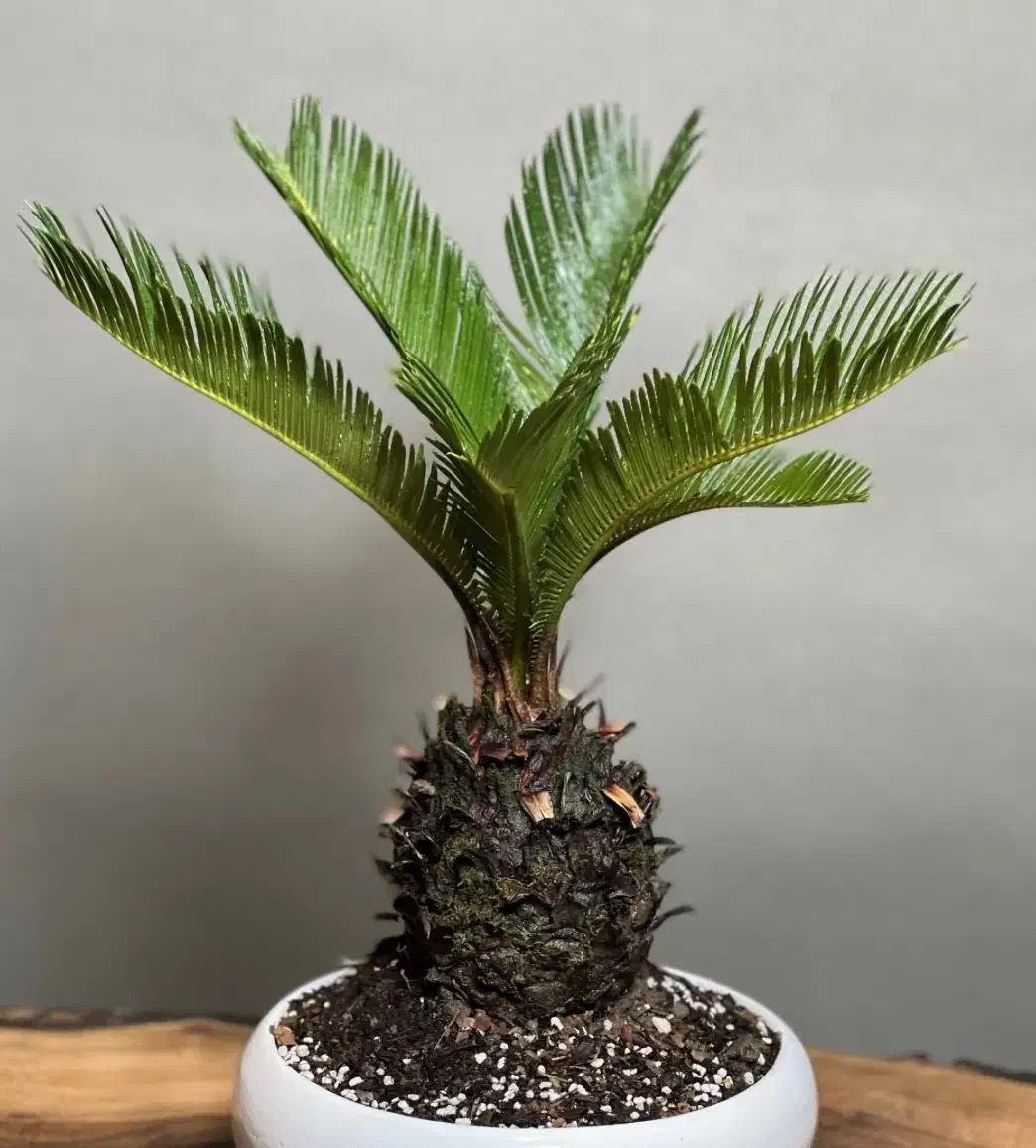 سیکاس|گل و گیاه طبیعی|رشت, استادسرا|دیوار