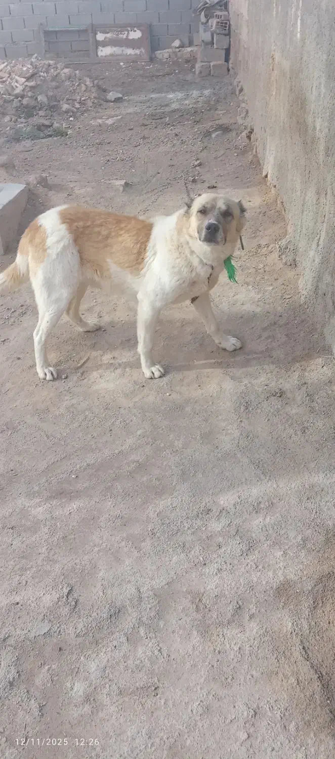 سگ گوسفندی|سگ|شیروان (خراسان), |دیوار