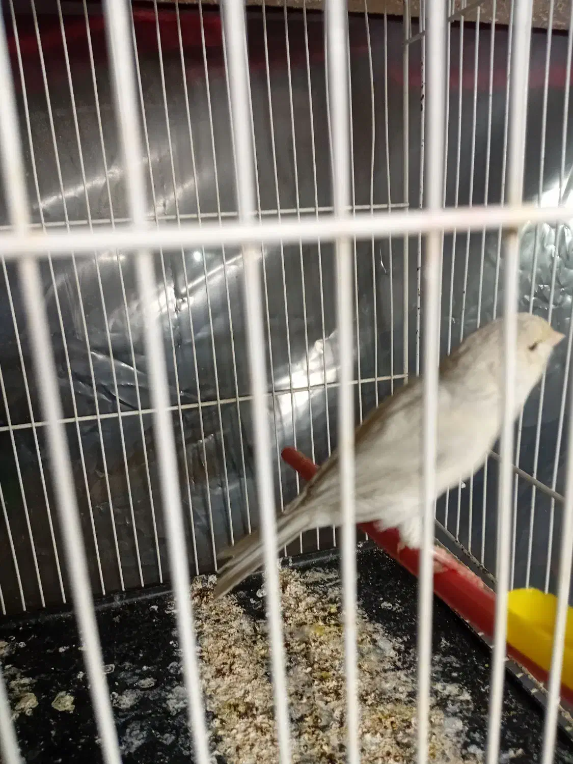 قناری ماده سیلور نقره ای اماده اماده|پرنده|تربت‌حیدریه, باغ سلطانی|دیوار