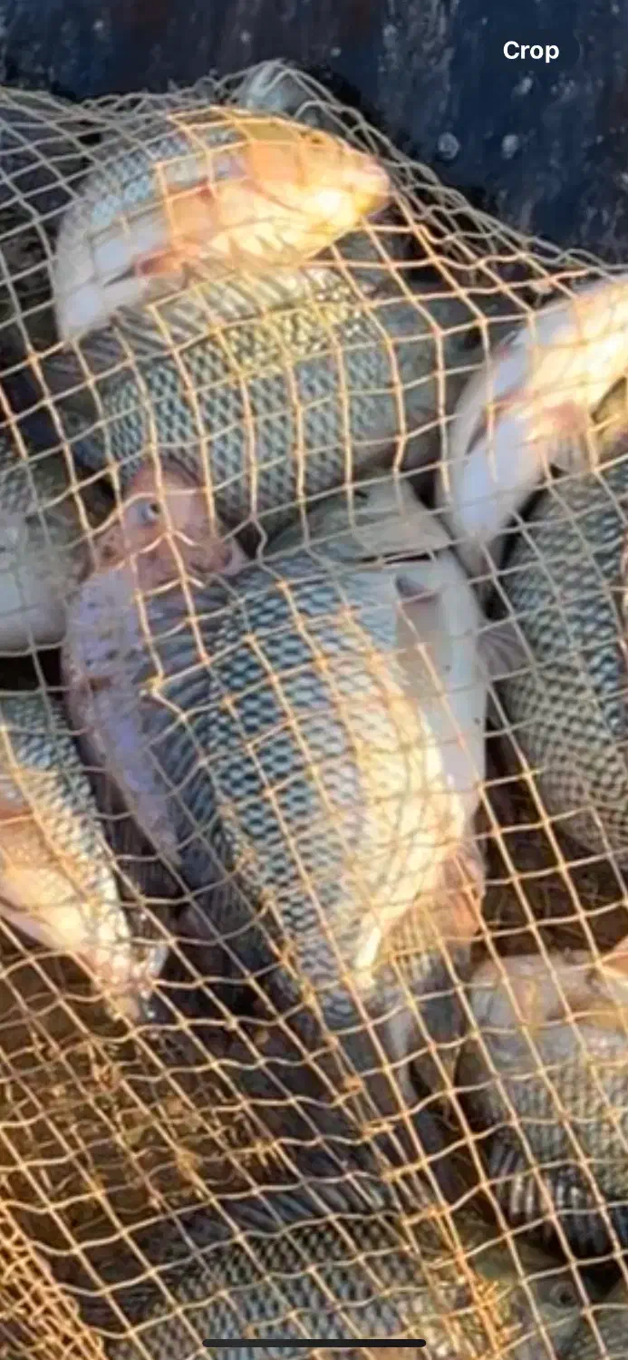 ماهی تیلاپیا|ماهی|شاهرود, |دیوار